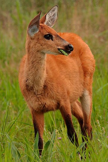 Marsh Deer