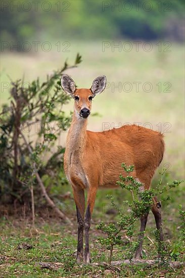 Marsh deer