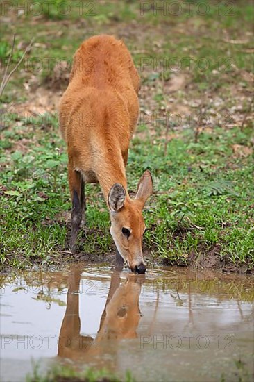 Marsh deer