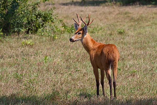 Marsh deer