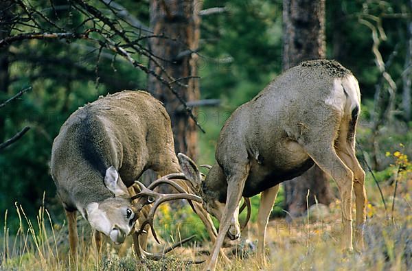 Mule Deer