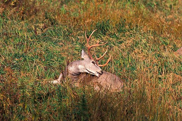 Mule Deer