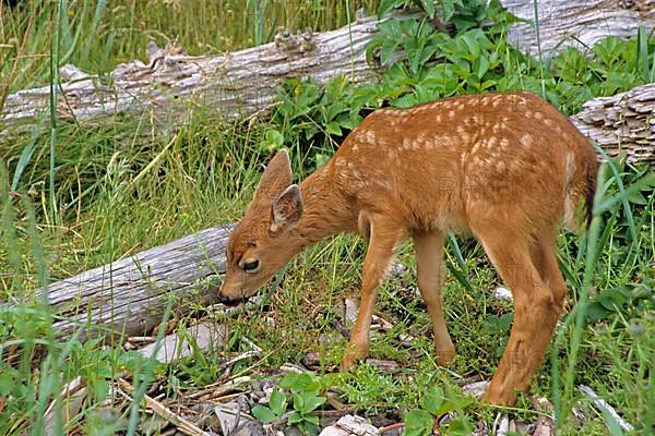 Mule Deer