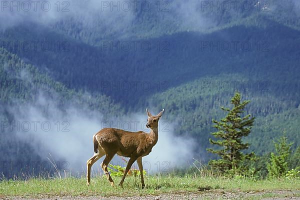 Mule Deer