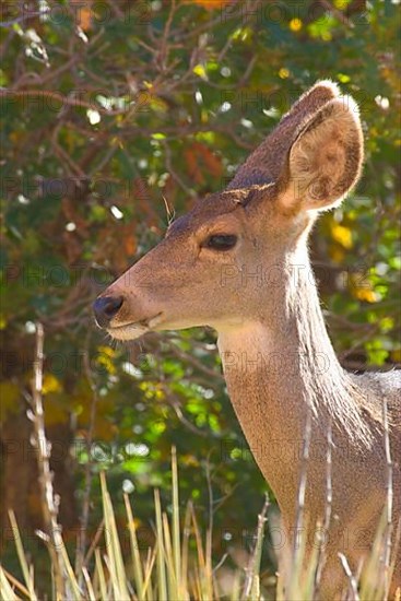 Mule Deer