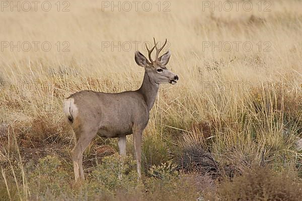 Mule Deer