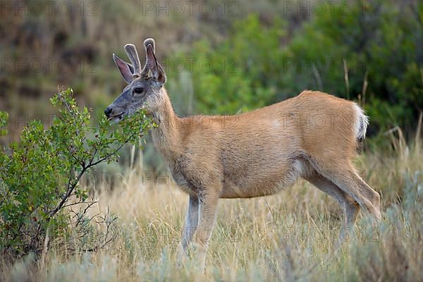 Mule Deer