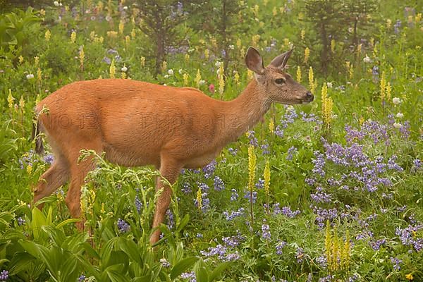 Columbian Black-tailed Deer