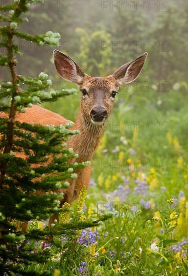 Columbian Black-tailed Deer