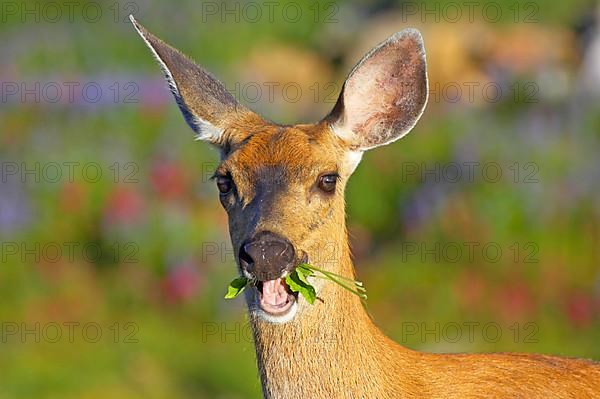 Columbian black-tailed deer