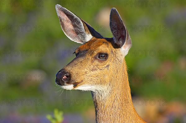 Columbian black-tailed deer