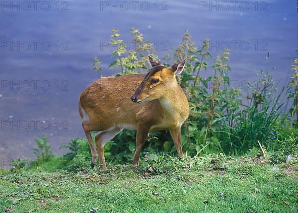 Chinese chinese muntjac