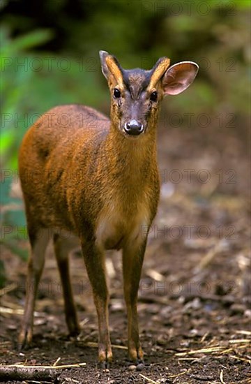 Chinese chinese muntjac