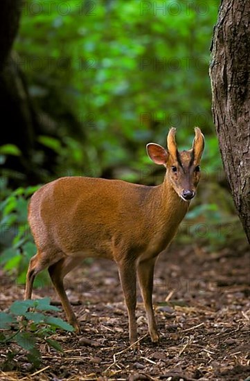 Chinese chinese muntjac