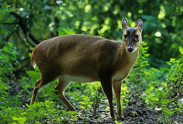 Chinese chinese muntjac