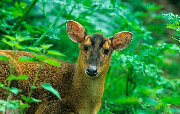 Chinese chinese muntjac