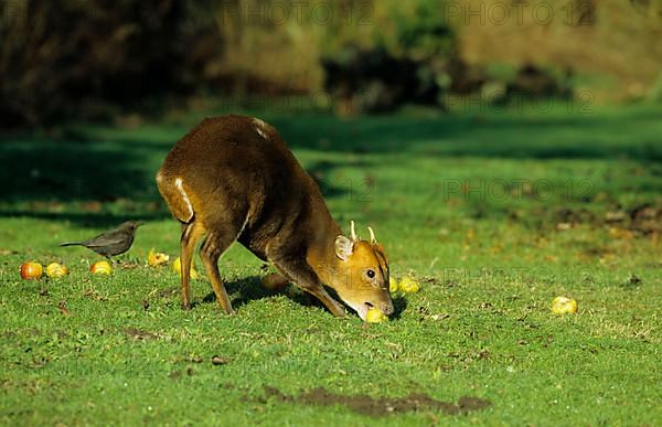 Chinese chinese muntjac