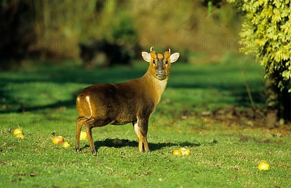 Chinese chinese muntjac