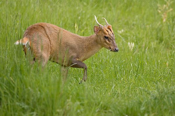 Chinese Muntjac