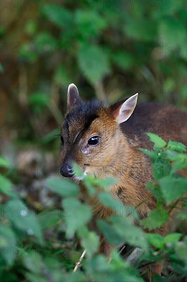 Chinese Muntjac