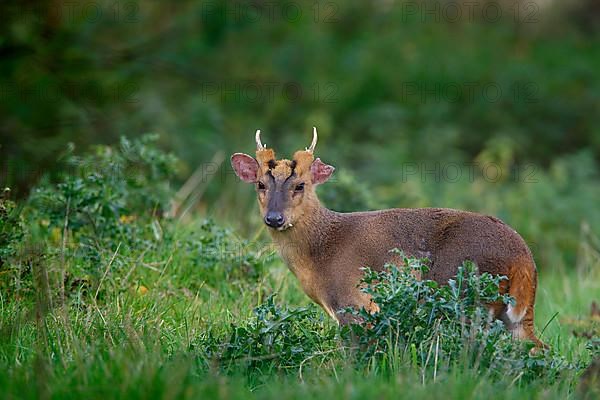 Chinese Muntjac