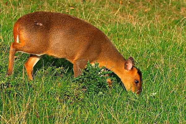 Chinese chinese muntjac