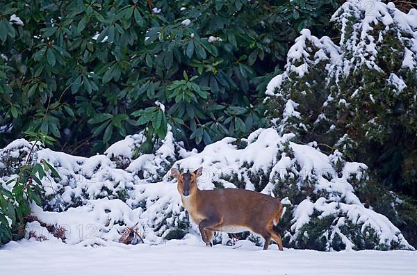 Chinese chinese muntjac