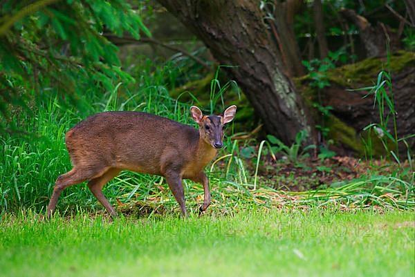 Chinese chinese muntjac