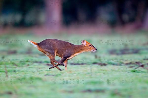 Chinese chinese muntjac