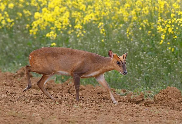 Chinese Muntjac