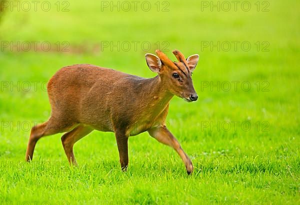 Chinese chinese muntjac