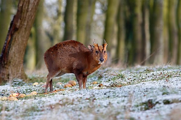 Chinese Muntjac