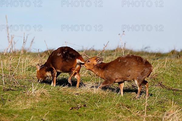 Chinese Muntjac