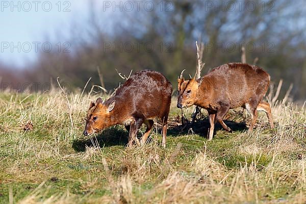 Chinese Muntjac