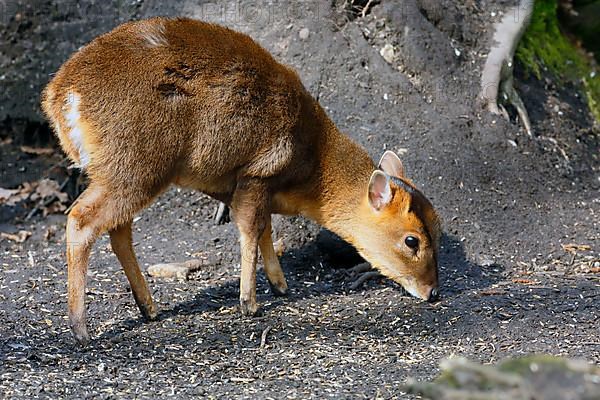 Chinese chinese muntjac