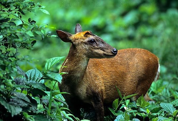 Indian muntjac