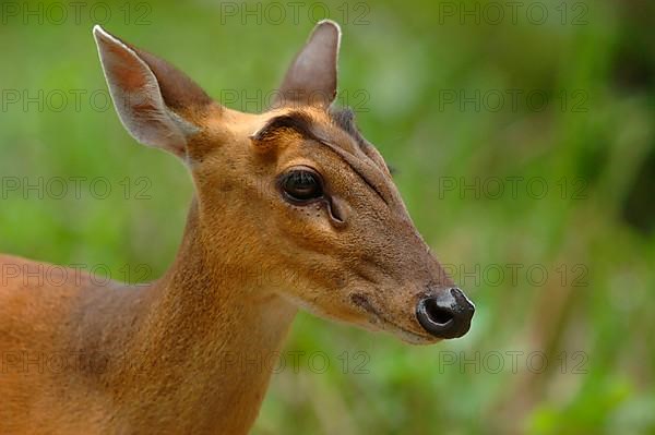 Indian Muntjac