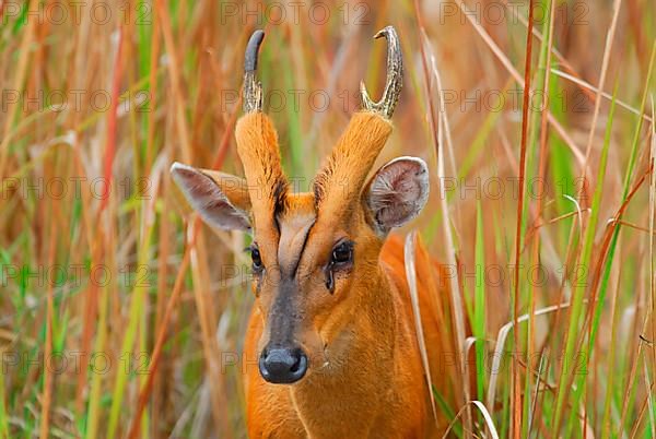 Indian Muntjac