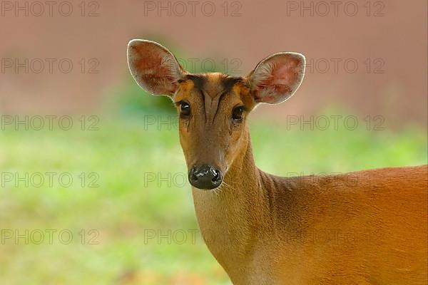 Indian Muntjac