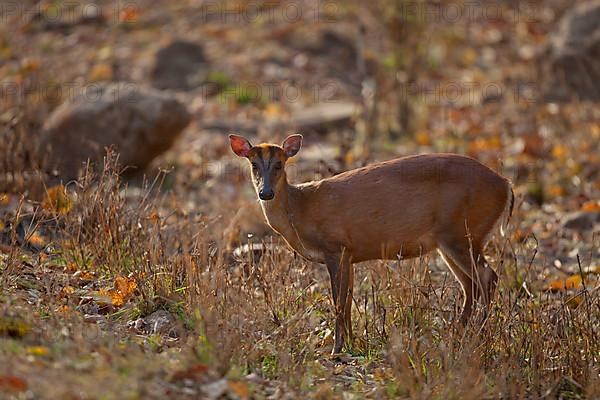 Indian muntjac