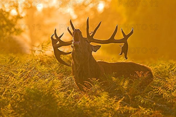 Red deer