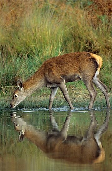 Red Deer