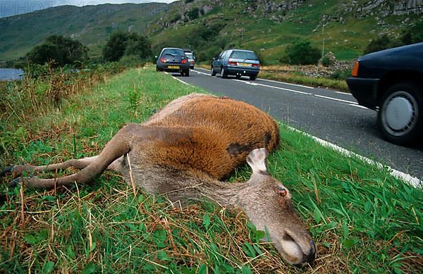 Red Deer