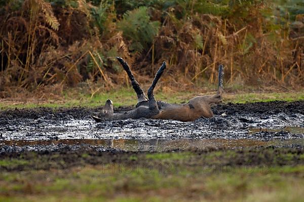 Red Deer