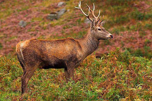 Red deer