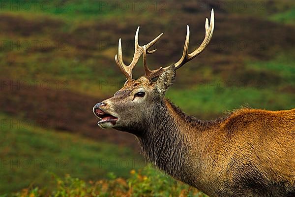 Red deer