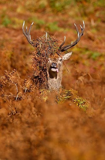 Red deer