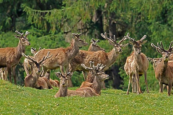 Red deer