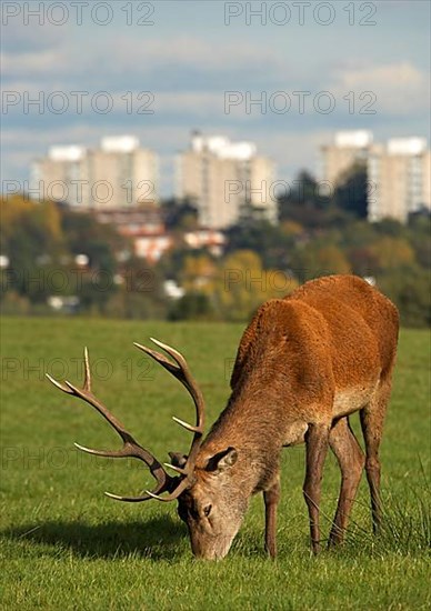 Red Deer