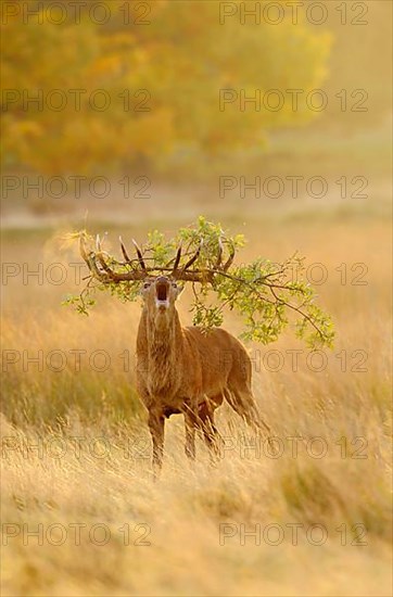 Red deer